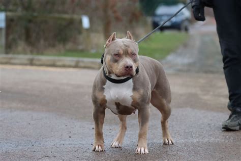 dior bully|Dior the Bully: Master of Getting What He Wants .